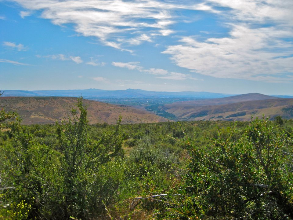 Bitterbrush above Cowiche Valley